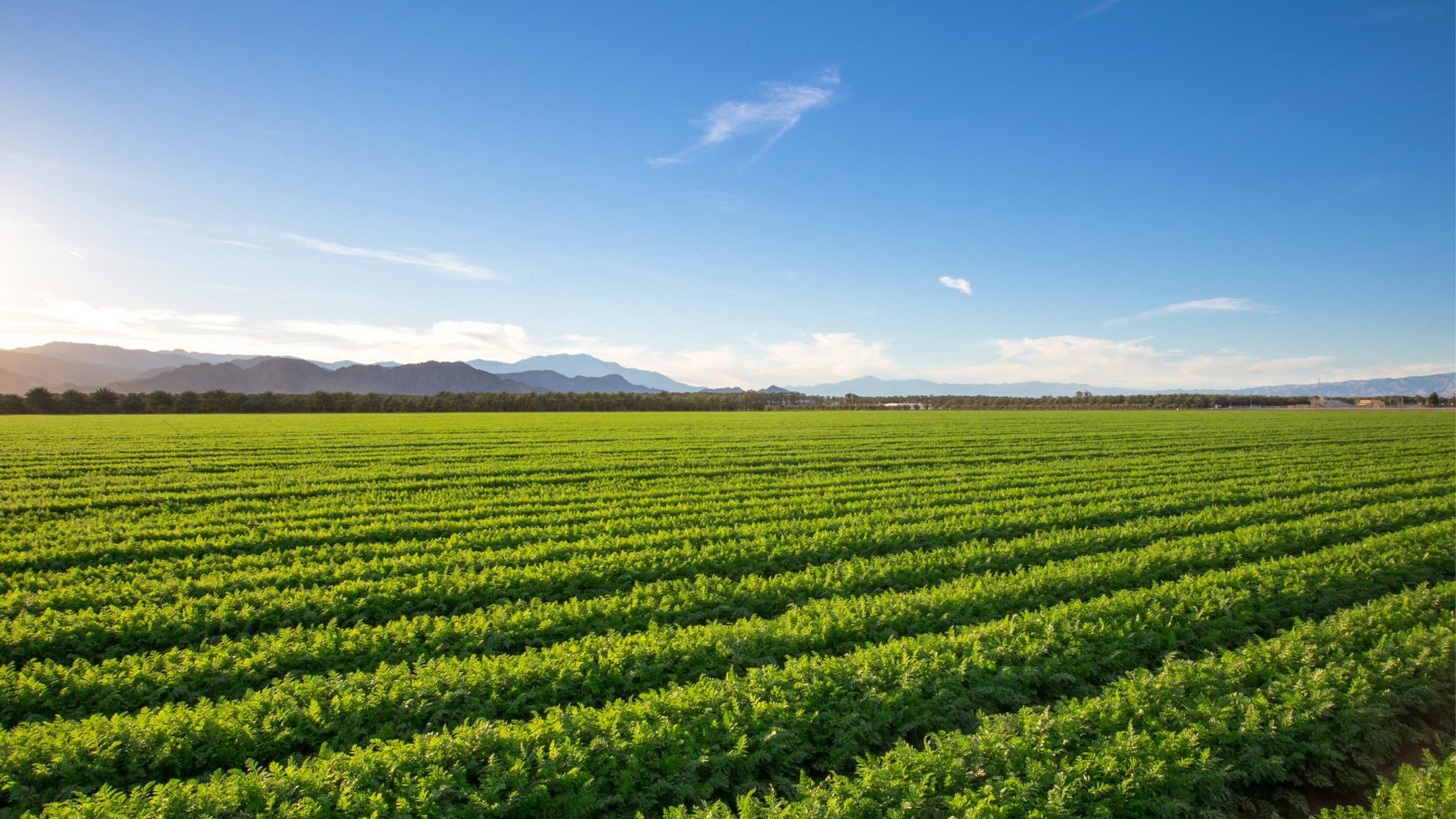 Green crop field under a blue sky