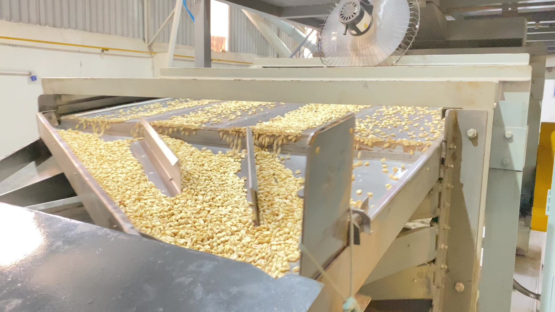 Grain sorting machine